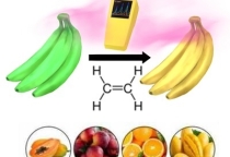 Tại sao phải kiểm soát khí Ethylene!!!