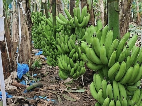 Ảnh thực tế Máy BEST-RIPE