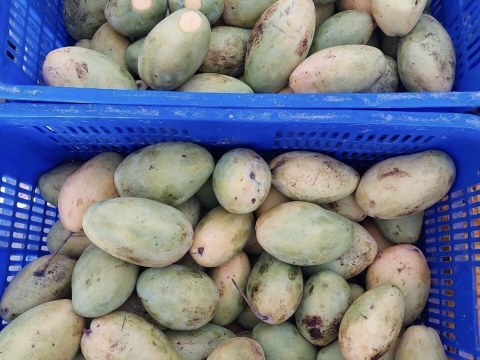 Ảnh thực tế Máy BEST-RIPE