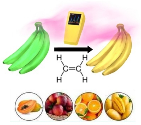 Tại sao phải kiểm soát khí Ethylene!!!