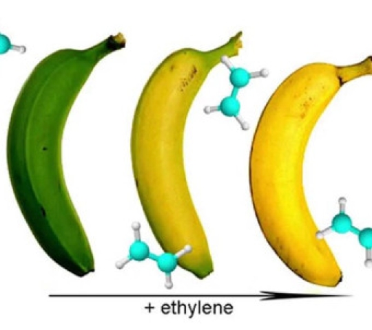 Kiểm soát Ethylene trong kho chứa trái cây, rau củ quả và các kho lạnh